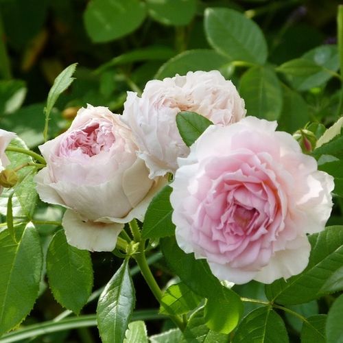 Rosales nostalgicos - Rosa - Inge's Rose - 